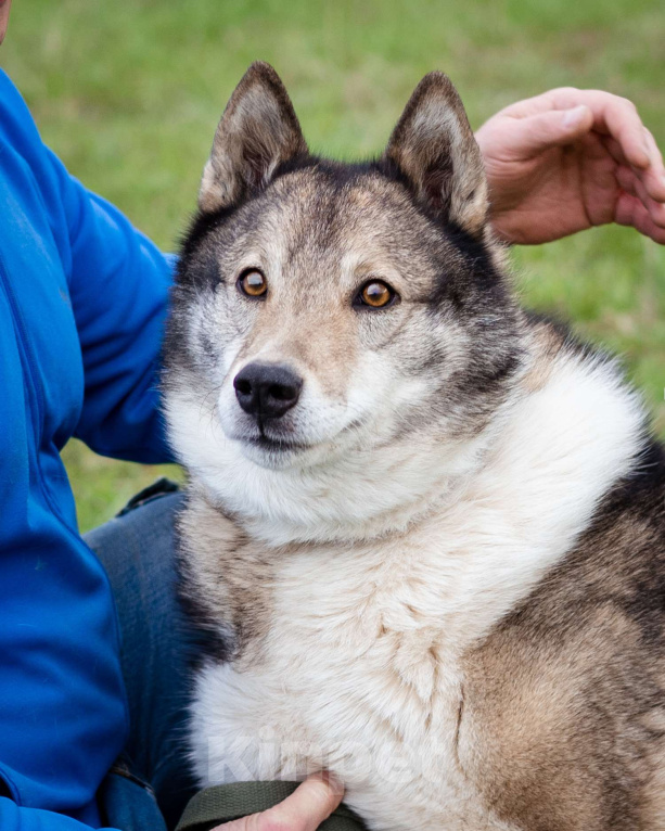 Собаки в Москве: Весёлый, активный породистый Лайк оказался в приюте и ждёт свою семью Мальчик, Бесплатно - фото 3