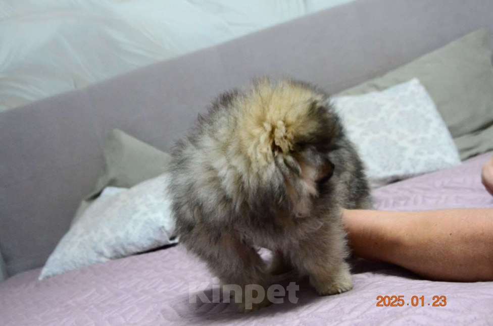 Собаки в Нижнем Новгороде: Мальчик Померанский Шпиц Мальчик, 25 000 руб. - фото 3