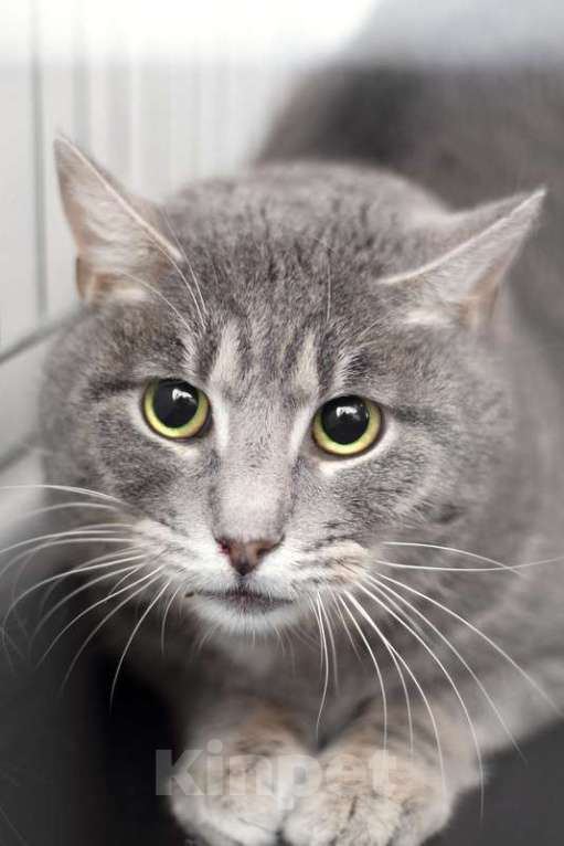 Кошки в Москве: Дважды преданный красивый кот Гермес в добрые руки Мальчик, 1 руб. - фото 2