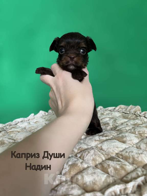 Собаки в Сосновом Бору: Девочка шоколад с подпалом Надин Девочка, 130 000 руб. - фото 2