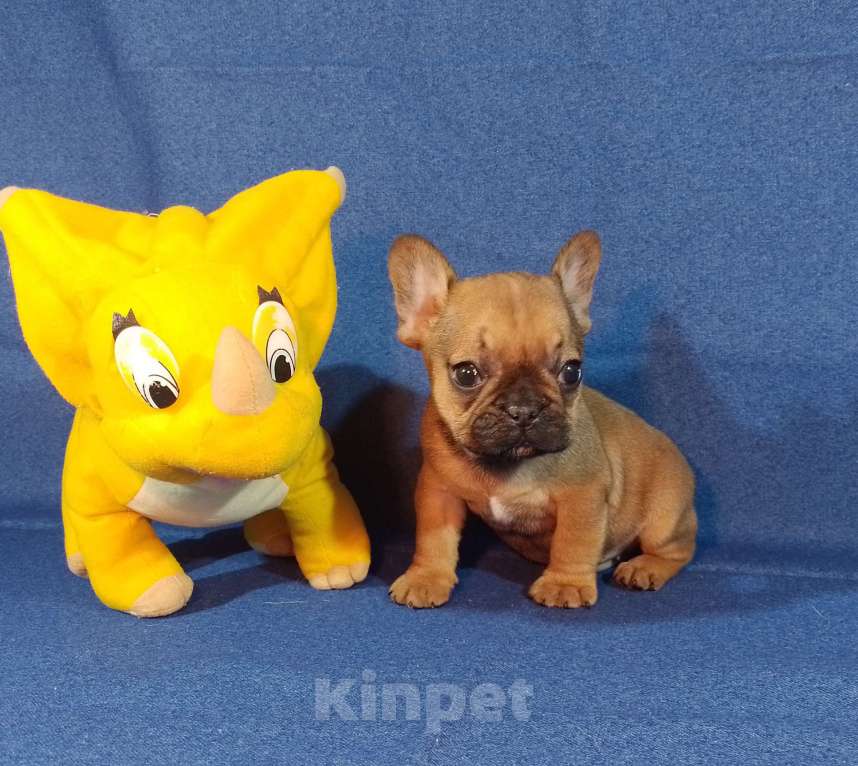 Собаки в Самаре: Девочки и мальчики французики Мальчик, 25 000 руб. - фото 2