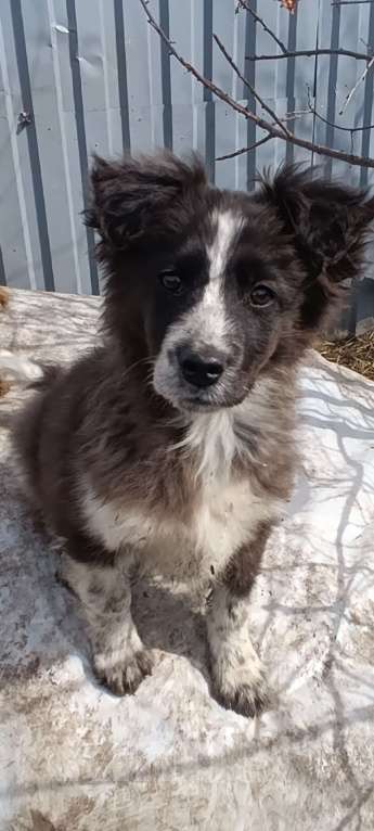 Собаки в Рязани: Отдам собачек мальчиков в добрые руки Мальчик, Бесплатно - фото 1