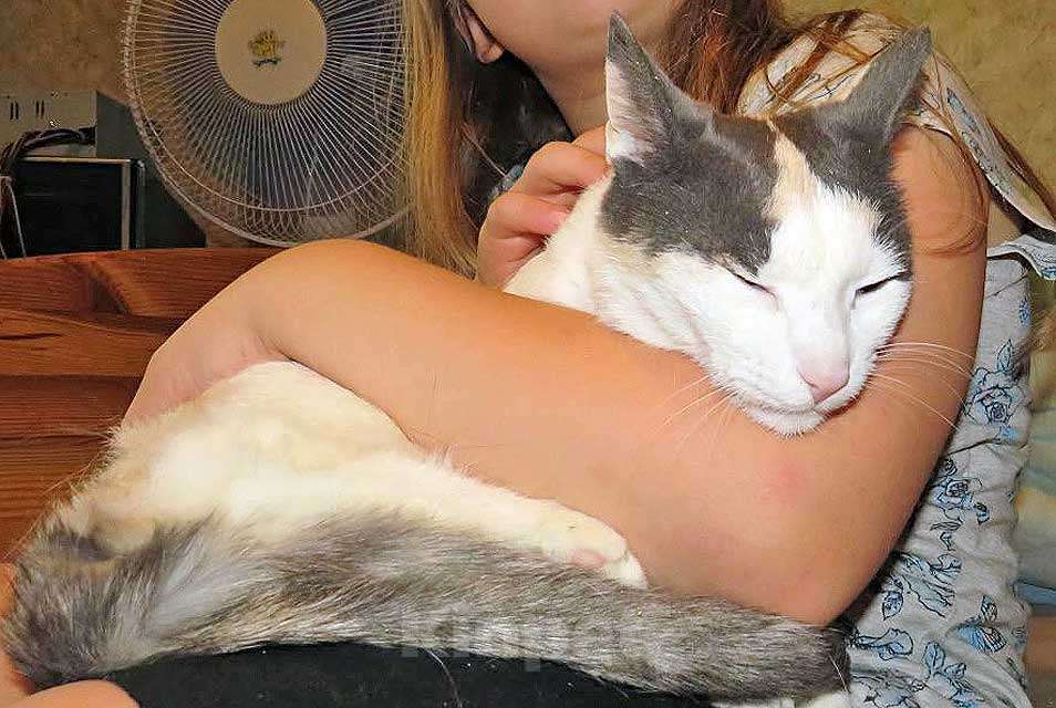 Кошки в Санкт-Петербурге: Зюфа ищет дом Девочка, Бесплатно - фото 6