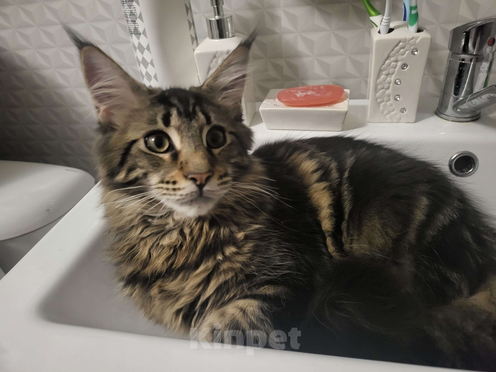 Кошки в Москве: Мейнкун Мальчик, 25 000 руб. - фото 3