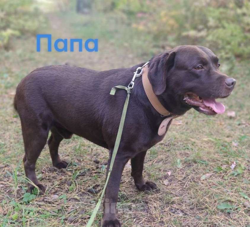 Собаки в Кондрово: Породистая Шоколадка Девочка, Бесплатно - фото 3
