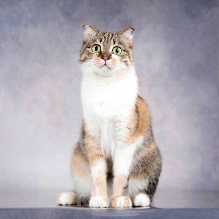 Кошки в Москве: Нежная ласковая кошечка Лёля в добрые руки Девочка, Бесплатно - фото 2