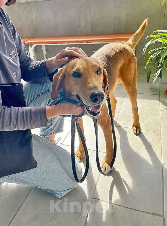 Собаки в Москве: Добрый, нежный песик Рыжулик, метис Русской Гончей в дар Мальчик, 10 руб. - фото 6