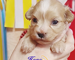 Собаки в Москве: Малыш -Хаванез Мальчик, 120 000 руб. - фото 3