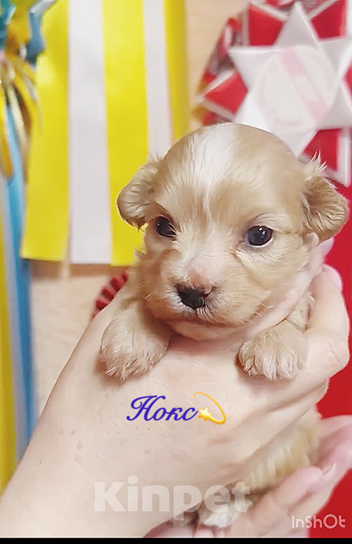 Собаки в Москве: Малыш -Хаванез Мальчик, 120 000 руб. - фото 3