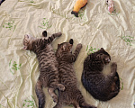 Кошки в Екатеринбурге: Котята,2 месяца,мальчики,от порядочных родителей: мама скоттиш фолд (полосатая), папа скоттиш страйт Мальчик, Бесплатно - фото 2