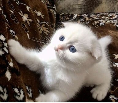Шотландский вислоухий мальчик