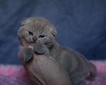 Кошки в Самаре: Вислоухий кот Мальчик, 50 000 руб. - фото 2