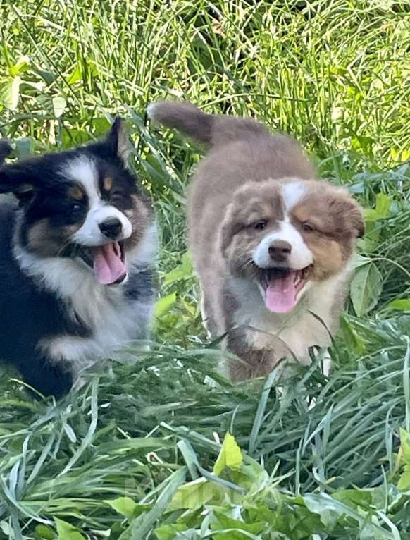 Собаки в Санкт-Петербурге: Щенки Аусси ( Австралийская овчарка) Девочка, 80 000 руб. - фото 5