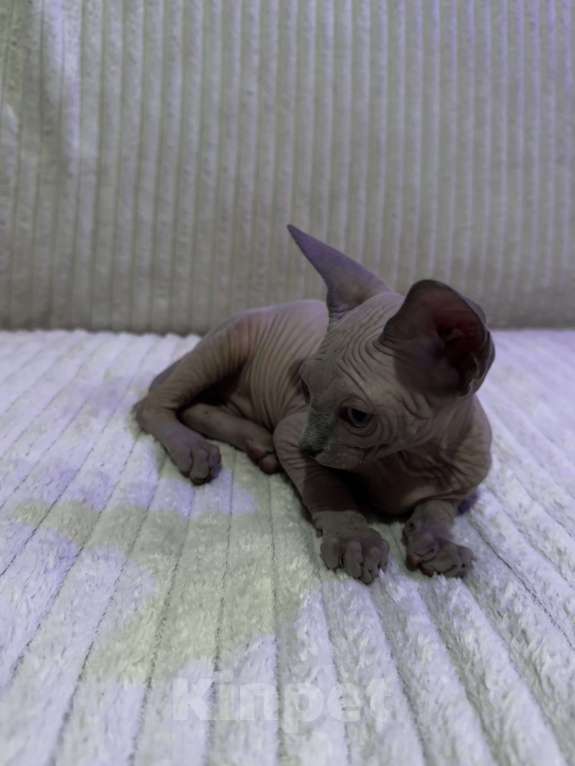 Кошки в других городах Московской области: Канадский сфинкс котенок мальчик Мальчик, 25 000 руб. - фото 3
