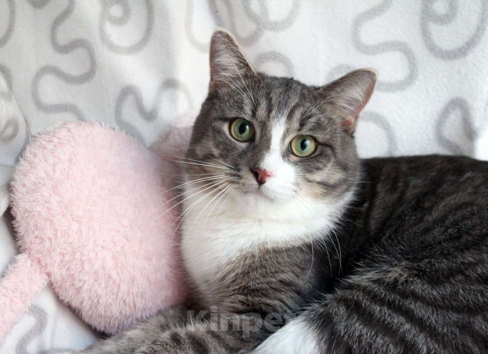 Кошки в Москве: Котя и Масик Мальчик, Бесплатно - фото 10