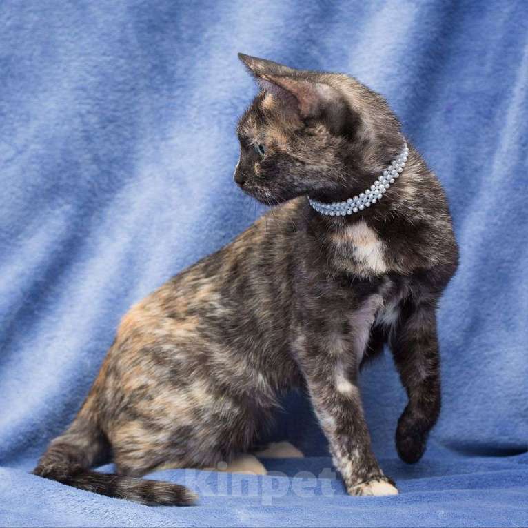 Кошки в Москве: Самая ласковая и контактная кошечка ищет любящую семью Девочка, Бесплатно - фото 2