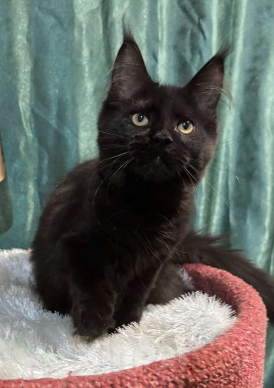 Кошки в Петергофе: Девулечка Девочка, 40 000 руб. - фото 7