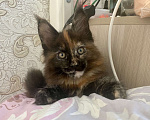 Кошки в Санкт-Петербурге: Кошечка мейнкуна Девочка, 45 000 руб. - фото 3