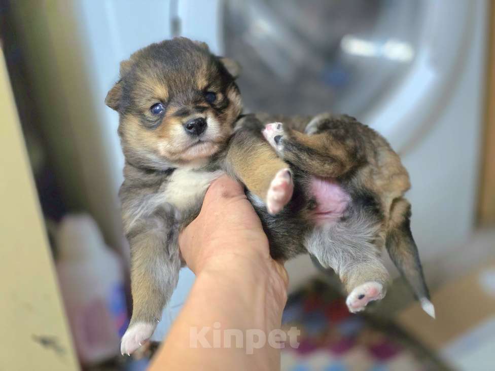 Собаки в Новосибирске: Щенок Толгат 1 мес. Доставим по Новосибирску и нсо.  Мальчик, Бесплатно - фото 2