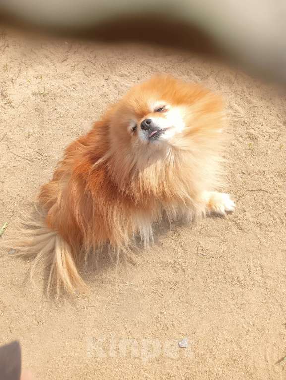 Собаки в Воронеже: Потеряшка Девочка, 2 000 руб. - фото 3