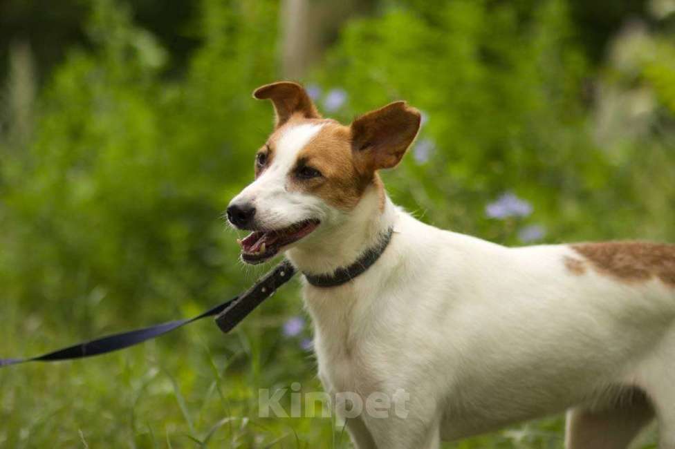 Собаки в Липецке: Пальма  Девочка, Бесплатно - фото 5