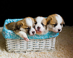 Собаки в Ярославле: Вельш-корги пемброк щенки Мальчик, 60 000 руб. - фото 9