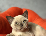 Кошки в Москве: Бурманские котята Мальчик, Бесплатно - фото 2