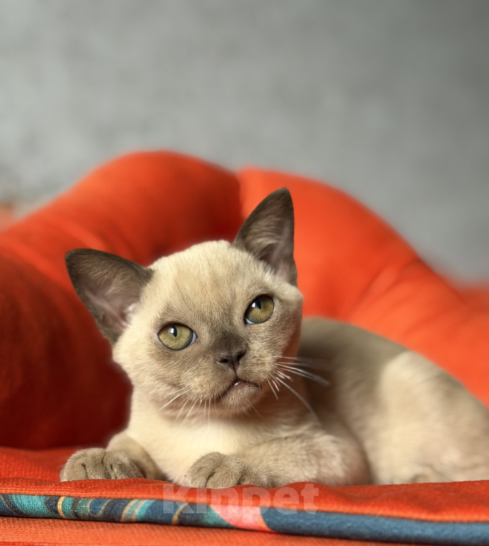 Кошки в Москве: Бурманские котята Мальчик, Бесплатно - фото 2