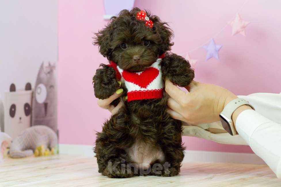 Собаки в Москве: Шоколадная девочка мальтипу Девочка, 200 000 руб. - фото 5