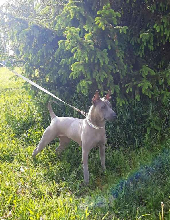 Собаки в Санкт-Петербурге: Щенок _ риджбек Девочка, Бесплатно - фото 7