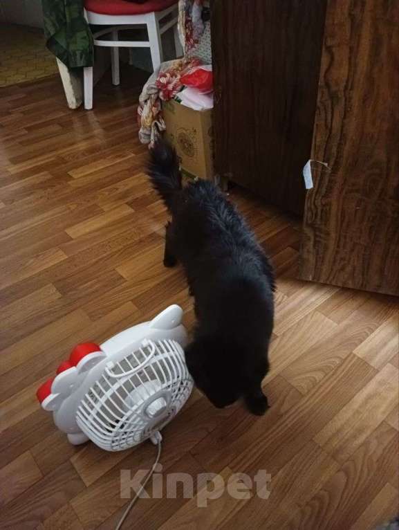 Кошки в Москве: Отдаю кота Азара в добрые руки  Мальчик, Бесплатно - фото 2