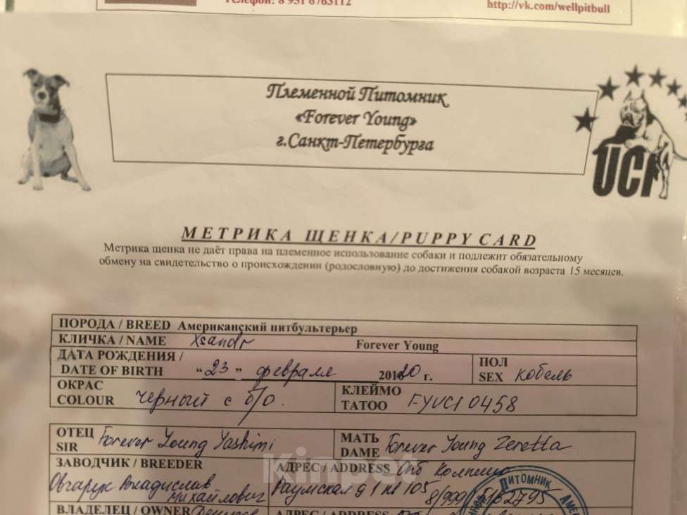 Собаки в Санкт-Петербурге: Питбуль Гром ищет дом! Мальчик, Бесплатно - фото 8