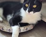 Кошки в Санкт-Петербурге: Котик Гарик Мальчик, Бесплатно - фото 3