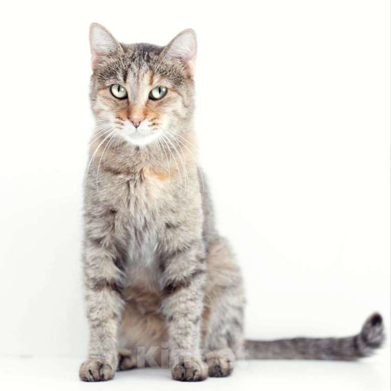 Кошки в Москве: Кошечка Марта мечтает о доме, но никто ее не выбирает 💔 Девочка, Бесплатно - фото 4