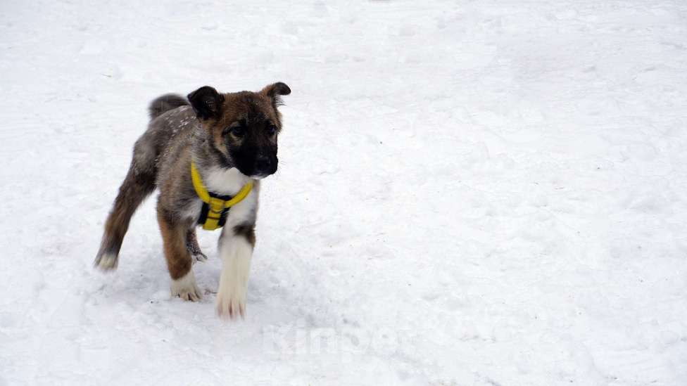 Собаки в Ногинске: Лайм - щенок в приюте Мальчик, Бесплатно - фото 3