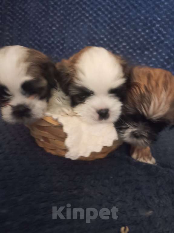 Собаки в Чехове-2: Ши-тцу Мальчик, 25 000 руб. - фото 4