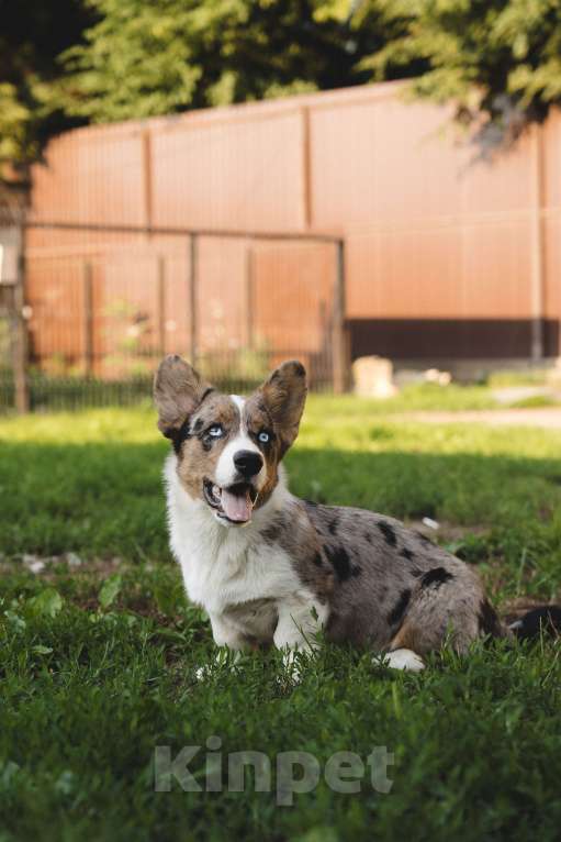 Собаки в Воскресенске: Щенки корги кардиган Мальчик, 45 000 руб. - фото 6
