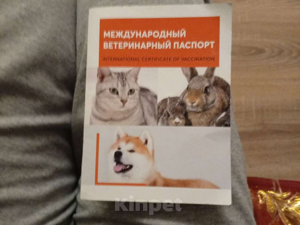 Собаки в Самаре: Продам Мальчик, 80 000 руб. - фото 2