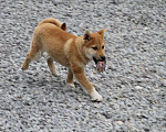 Собаки в Тюмени: Мальчик сиба Мальчик, 35 000 руб. - фото 1