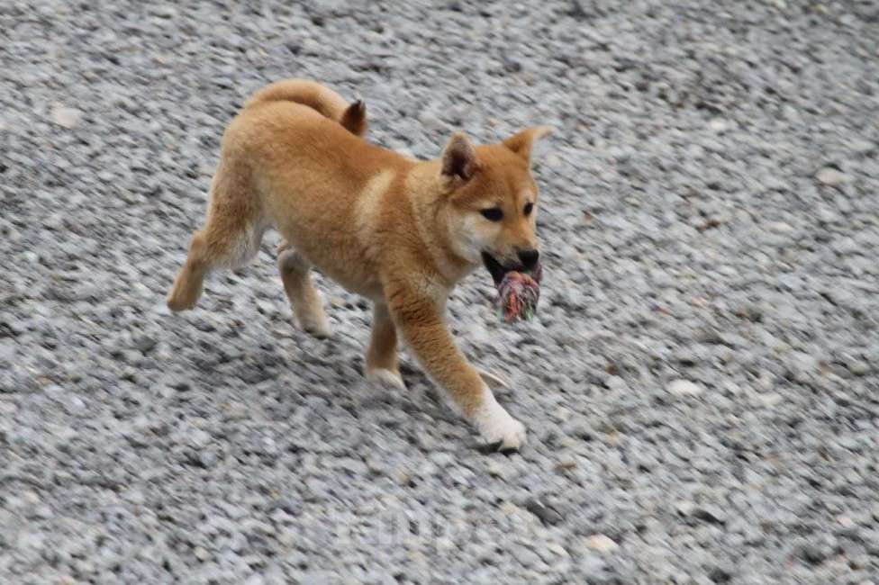 Собаки в Тюмени: Мальчик сиба Мальчик, 35 000 руб. - фото 1