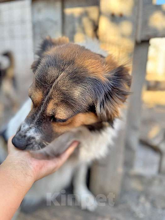 Собаки в Липецке: Ищем дом для Санты, собаки светлой души Девочка, 10 руб. - фото 2