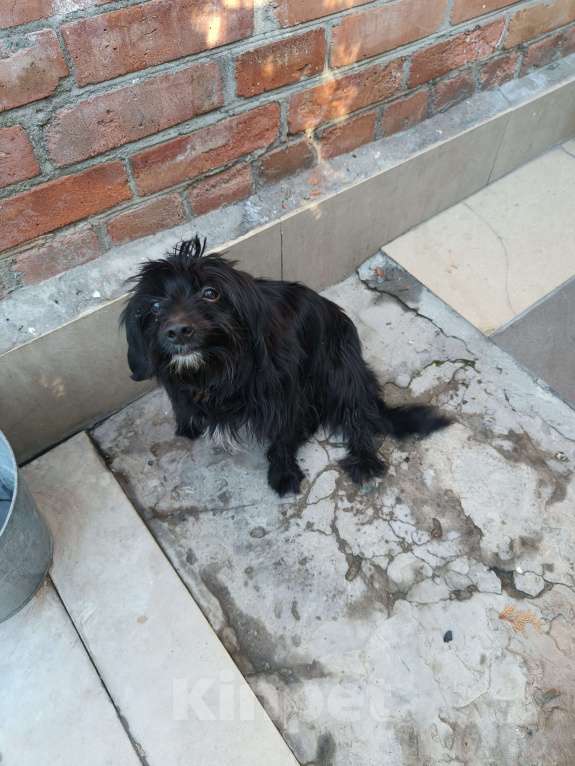 Собаки в Ростове-на-Дону: Нашёл собачку  Девочка, Бесплатно - фото 6