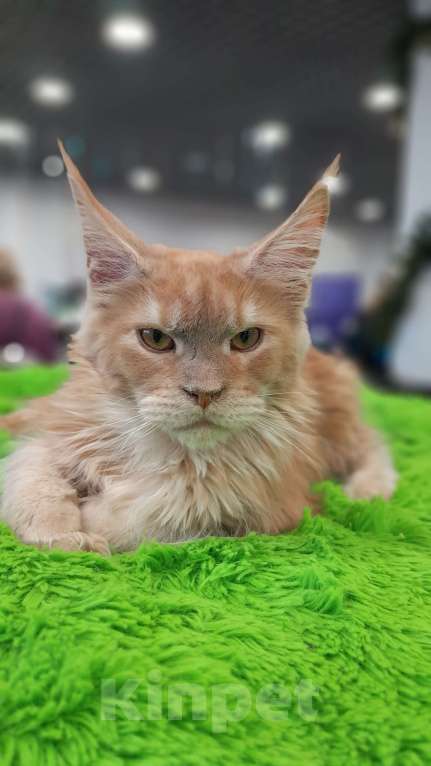 Кошки в Москве: Мальчик мейн-куна Мальчик, 50 000 руб. - фото 7