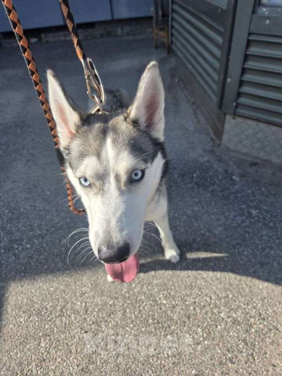 Собаки в Санкт-Петербурге: Найдена собака Девочка, Бесплатно - фото 4