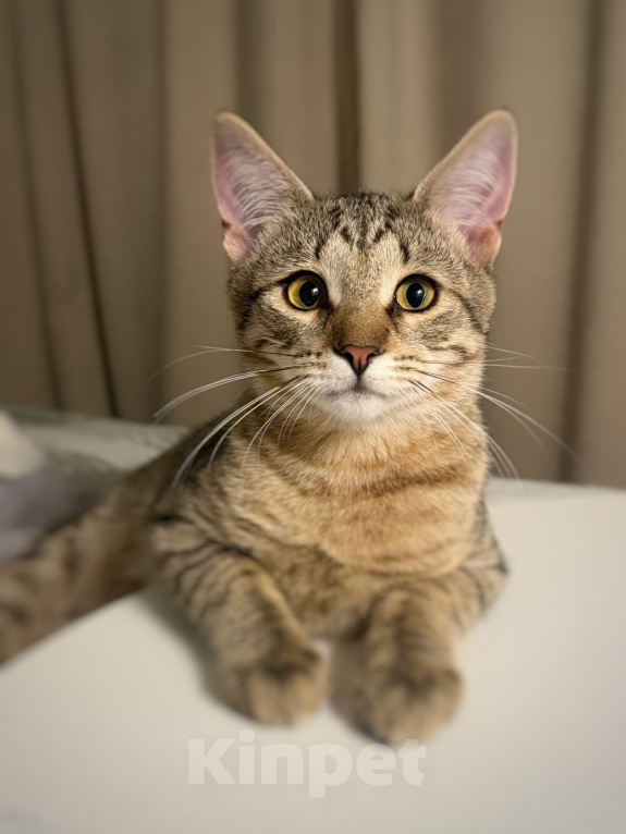 Кошки в Москве: Котёнок Фунтик в добрые руки Мальчик, Бесплатно - фото 2