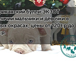 Собаки в Краснодаре: АМ булли экзот Разнополые, 150 000 руб. - фото 6