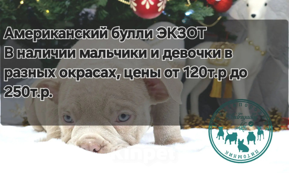 Собаки в Краснодаре: АМ булли экзот Разнополые, 150 000 руб. - фото 6