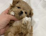 Собаки в других городах Московской области: Мальтипу f 1 baby face Мальчик, 250 000 руб. - фото 1