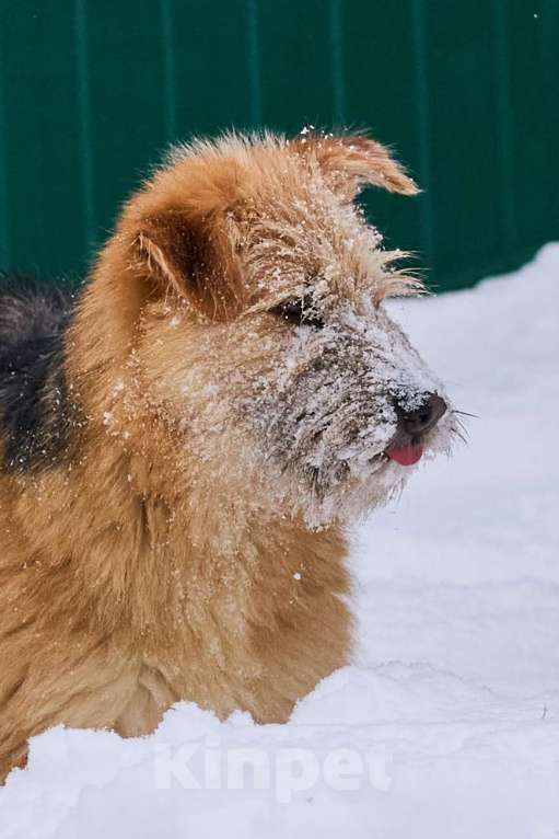 Собаки в Москве: Флинт в добрые руки Мальчик, Бесплатно - фото 4