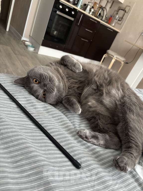 Кошки в других городах Московской области: В добрые ручки Мальчик, Бесплатно - фото 2